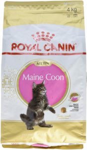 Croquettes Royal Canin Maine Coon Kitten pour chaton