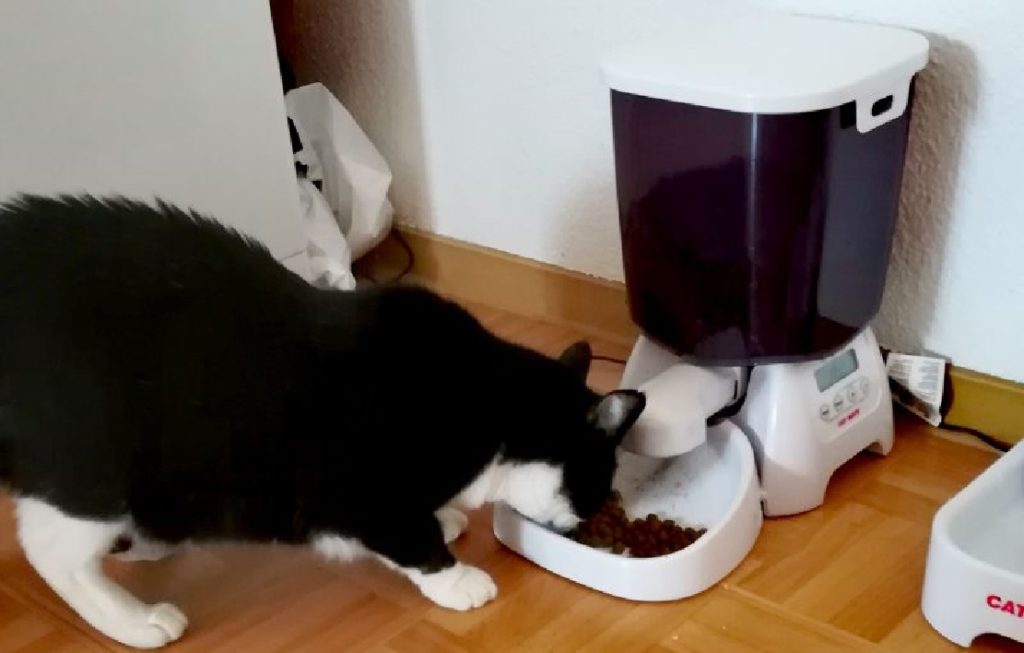 Les 7 meilleurs distributeurs de nourriture pour chat (programmables et non programmables
