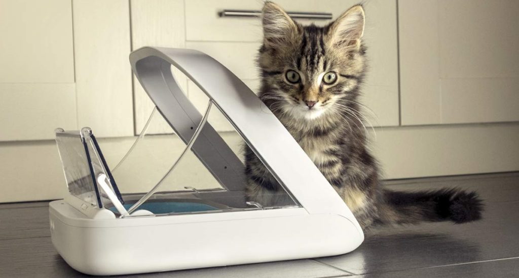 Les 7 meilleurs distributeurs de nourriture pour chat (programmables et non programmables