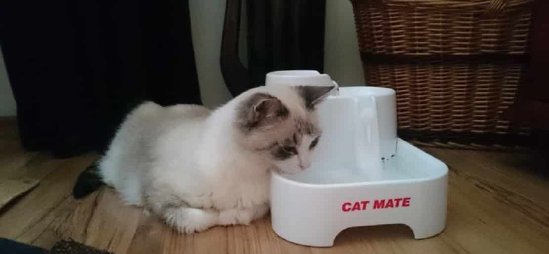Fontaine à eau Cat Mate