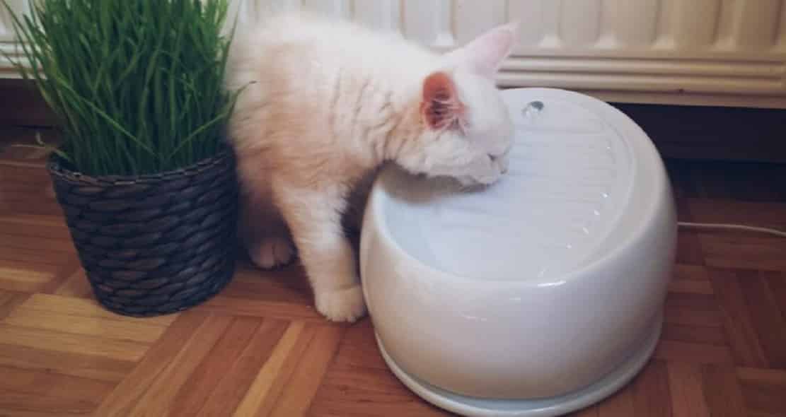 Fontaine à eau en céramique Lucky-Kitty
