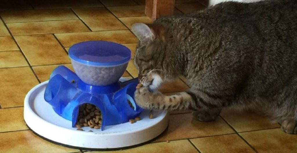 Les 7 meilleurs distributeurs de nourriture pour chat (programmables et non programmables