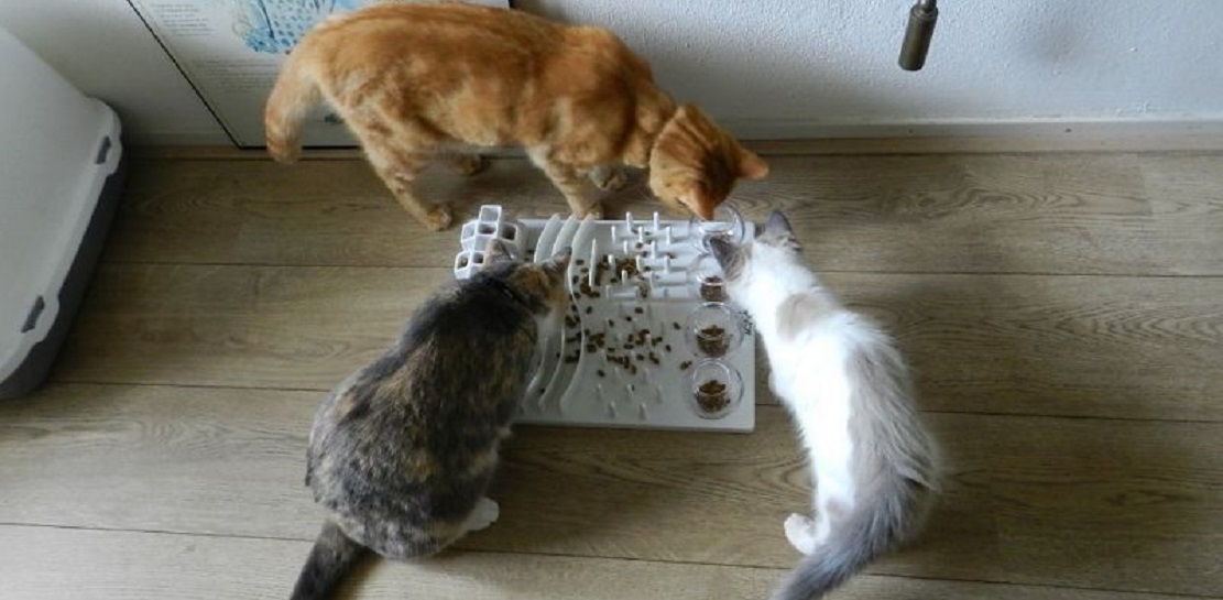 Labyrinthe Trixie Cat Activity Fun Board