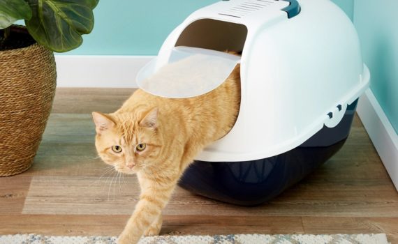 Les 10 meilleures maisons de toilette pour chat (avec et sans filtre)