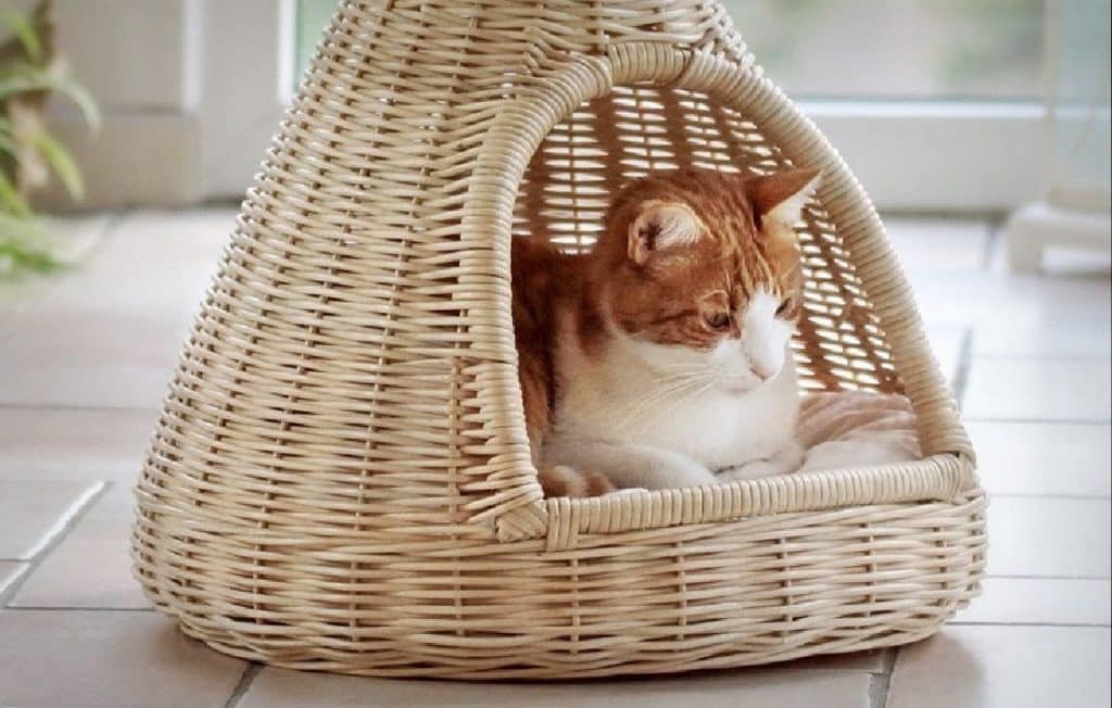 Les 5 meilleurs répulsifs antichat mister chat