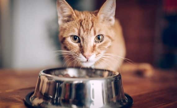 Les 15 meilleures gamelles pour chat (anti-glouton, céramique, inox et plastique)
