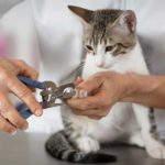 Les 4 meilleurs coupes-griffes pour chat