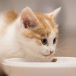 Les 5 meilleures croquettes pour chaton