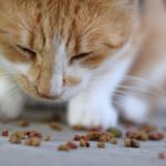 Les 5 meilleures croquettes sans céréales pour chat