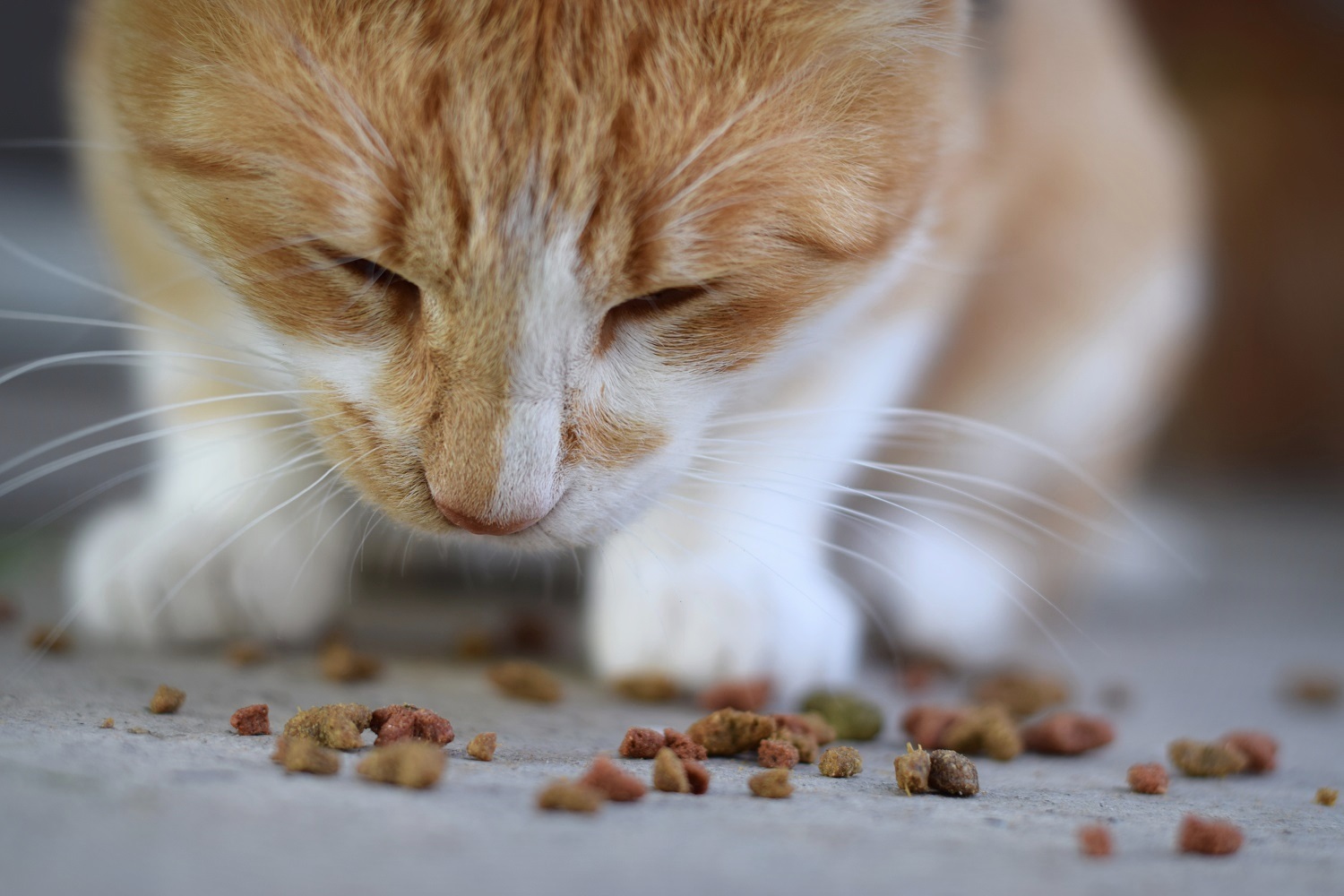 Les 5 meilleures croquettes sans céréales pour chat