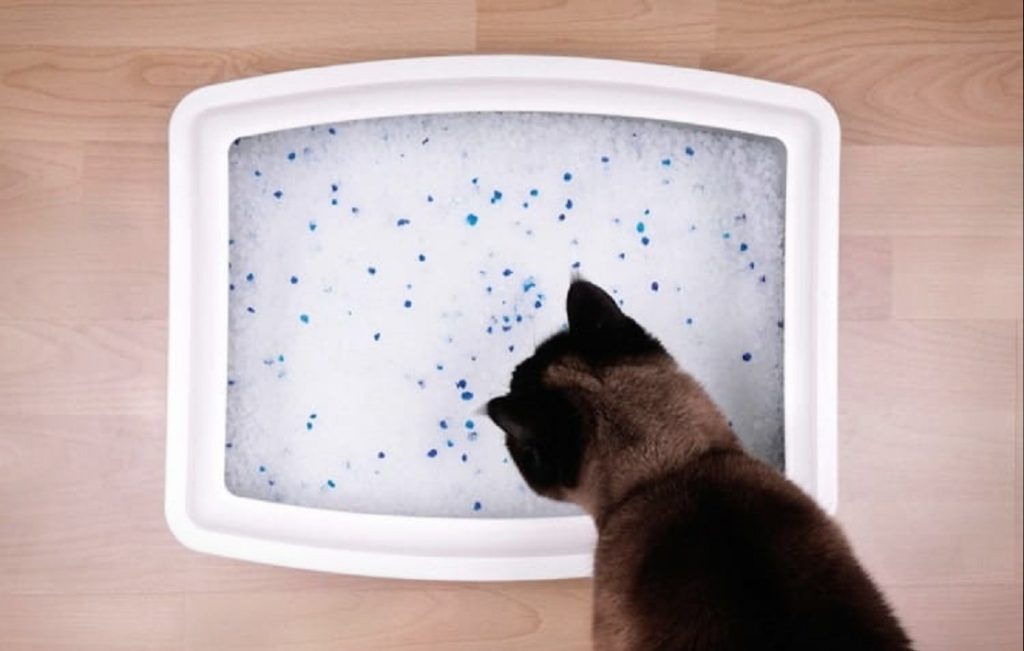 Les 7 meilleurs bacs à litière pour chat à tamis et classiques) mister chat