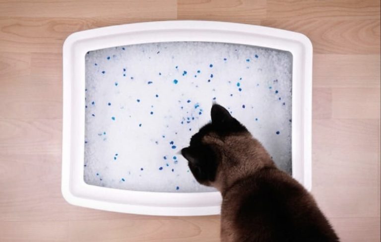 litière chat silice aldi