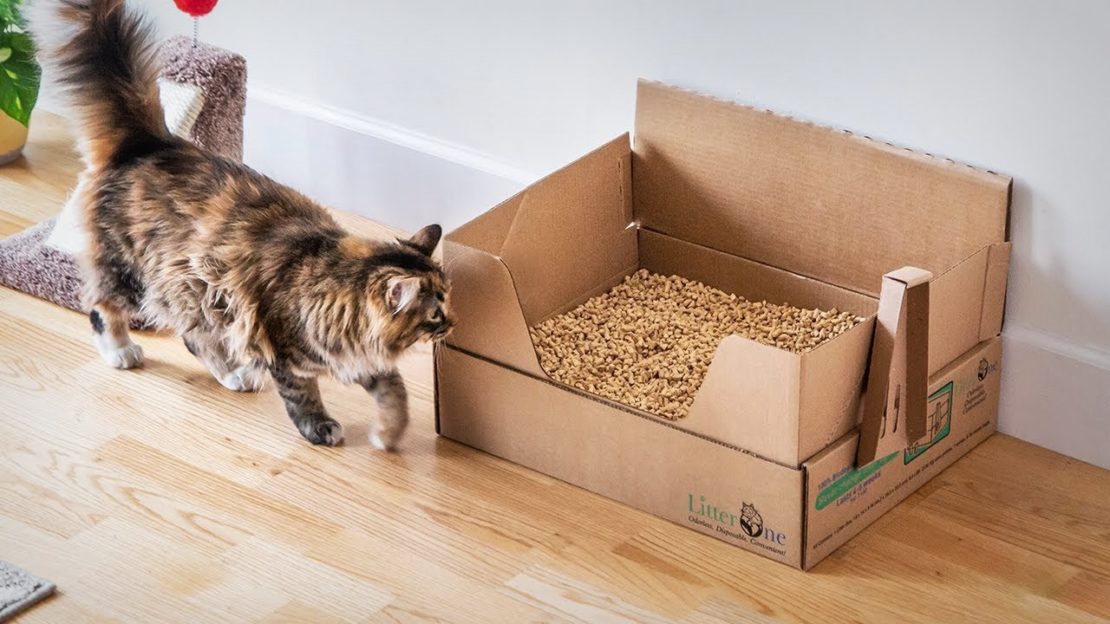 Les 7 meilleurs bacs à litière pour chat à tamis et classiques) mister chat
