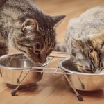 Les 5 meilleures nourritures humides pour chat (pâtées, boîtes et sachets)