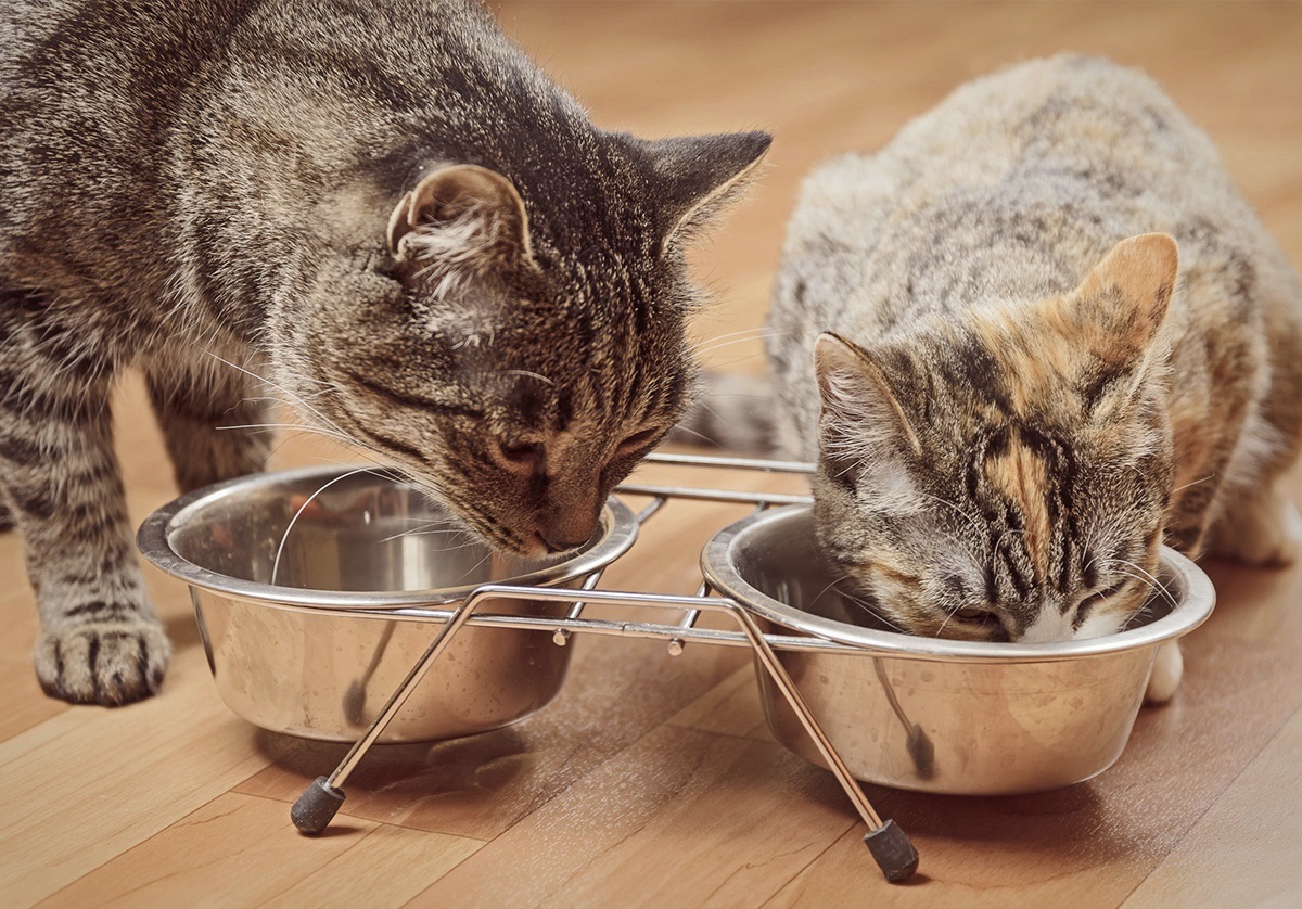 Les 5 meilleures nourritures humides pour chat (pâtées, boîtes et sachets)