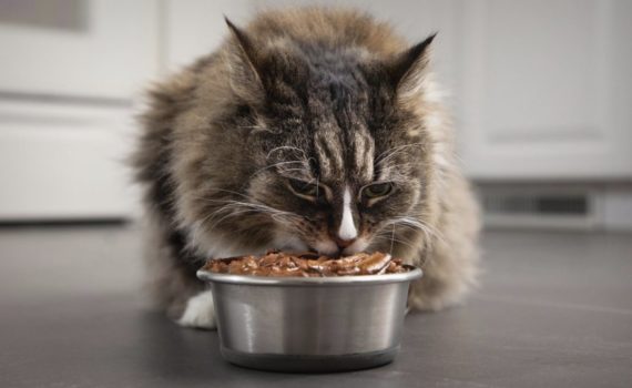 Les 5 meilleures nourritures humides pour chat stérilisé (pâtées, boîtes et sachets)