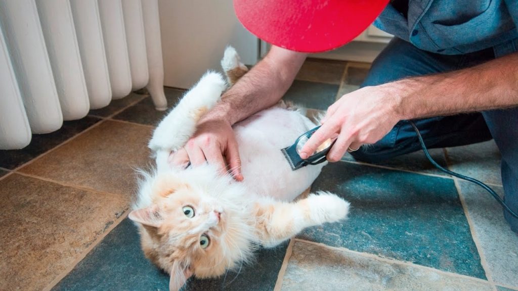 Les 5 meilleures tondeuses pour chat mister chat