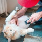 Les 5 meilleures tondeuses pour chat