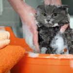 Les 5 meilleurs shampooings pour chat