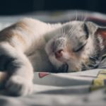 Les 6 meilleurs coussins pour chat (+ coussins chauffants)