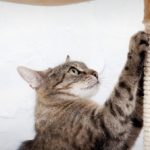 Les 6 meilleurs griffoirs pour chat
