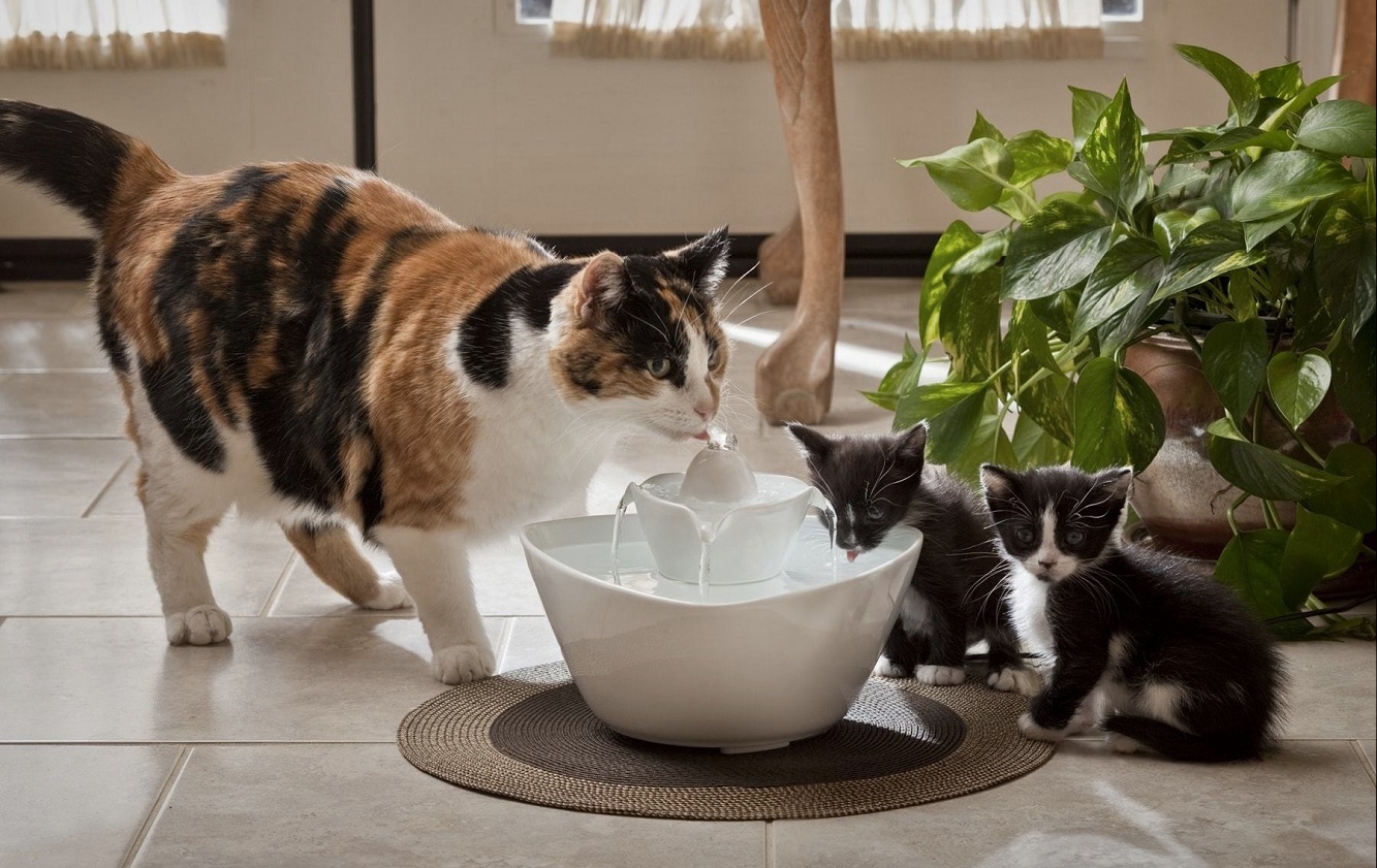 Как приучить котенка пить