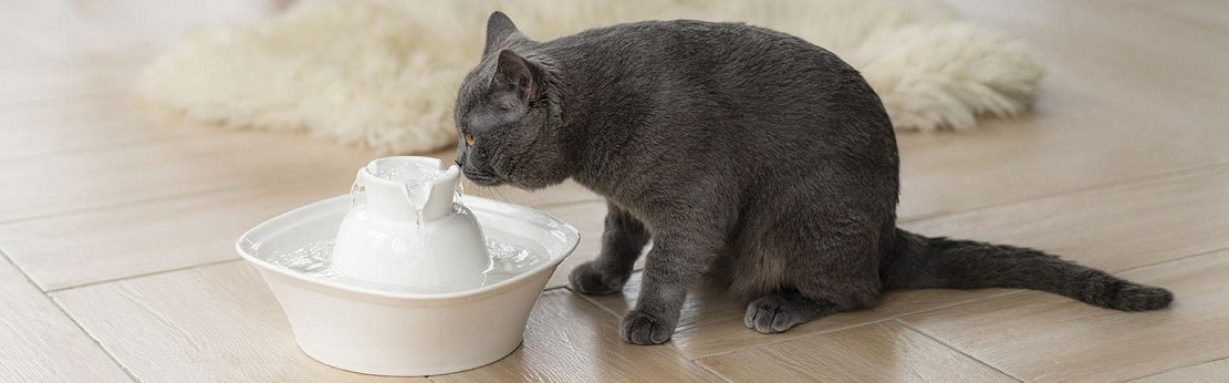 Les 8 meilleures fontaines à eau pour chat (+ fontaines en céramique)