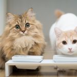 Les 8 meilleures friandises pour chat et chaton