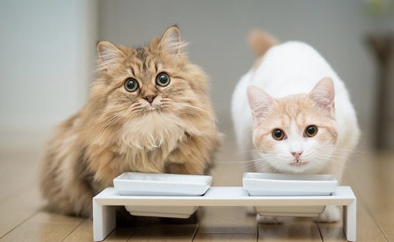 Les 8 meilleures friandises pour chat et chaton