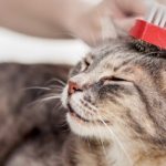 Les 8 meilleurs brosses et démêloirs pour chat
