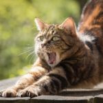 Les 8 meilleurs produits anti-stress pour chat