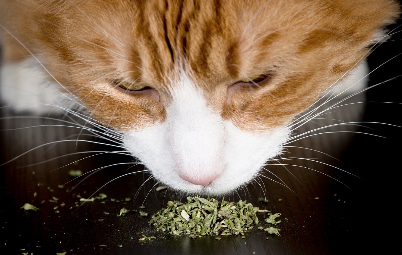 Spray d'herbe à chat - Huberland