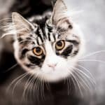 Les meilleurs livres sur les chats