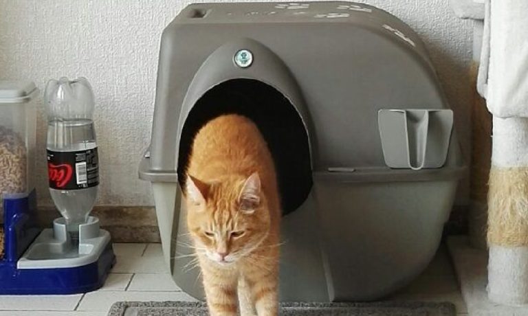 Les Meilleures Maisons De Toilette Pour Chat Avec Et Sans Filtre Mister Chat