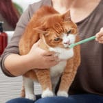 Comment brosser les dents de votre chat ?