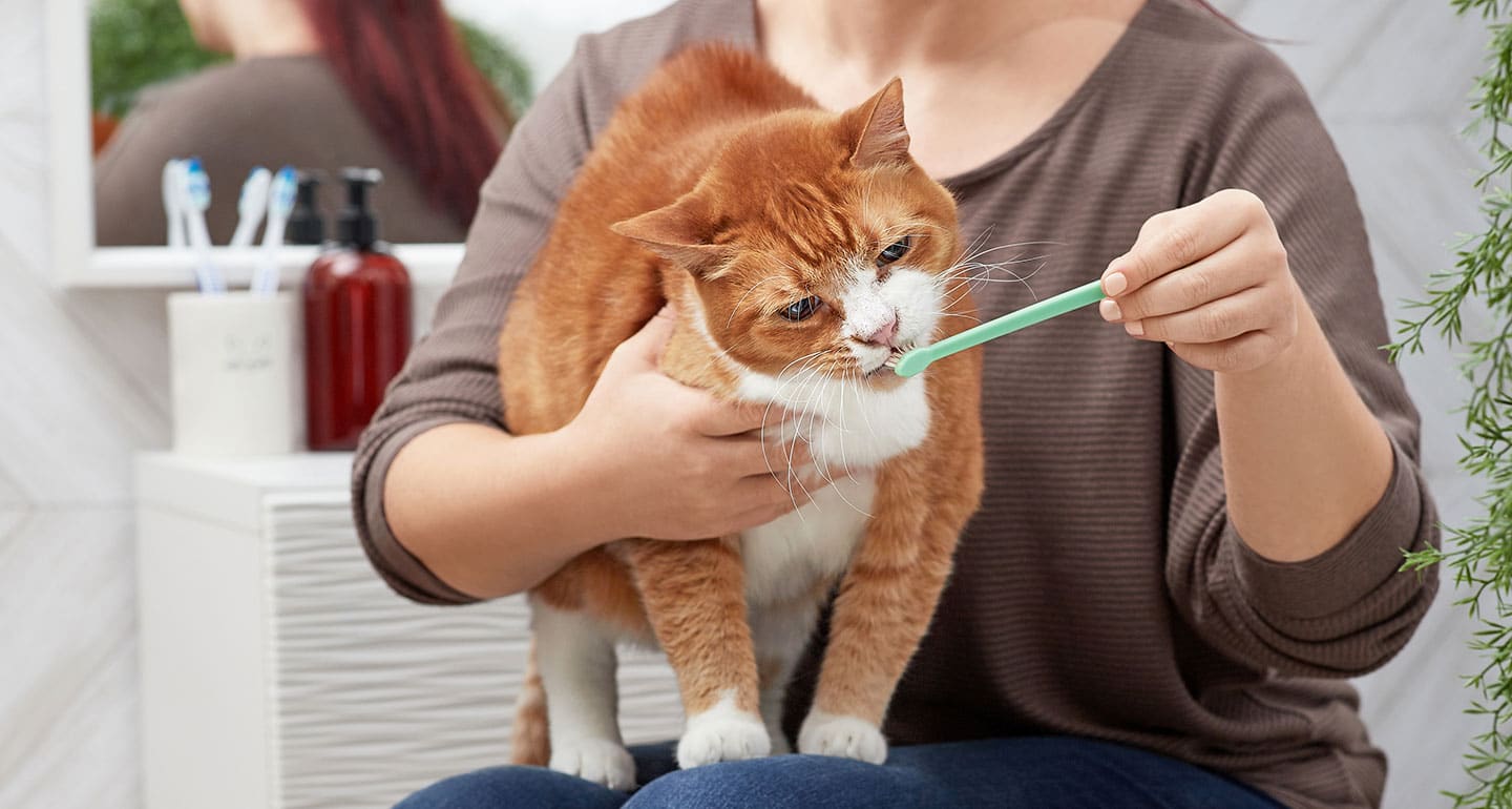 Comment brosser les dents de votre chat ?