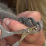 Comment couper les griffes de votre chat ?