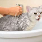 Comment donner un bain à votre chat ?