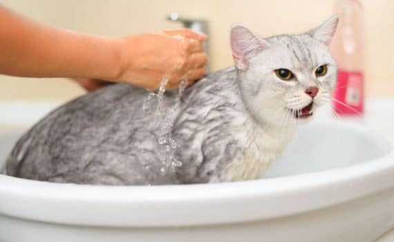 Comment donner un bain à votre chat ?