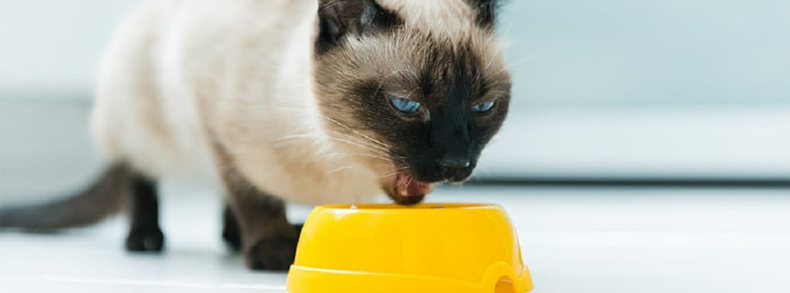 La meilleure nourriture humide pour chat (boîtes, sachets et barquettes)
