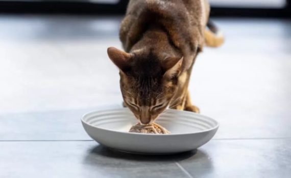 La meilleure nourriture pour chat pour les problèmes urinaires