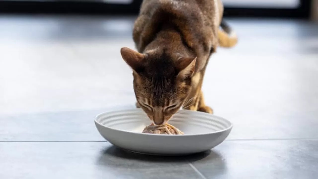 La meilleure nourriture pour chat pour les problèmes urinaires