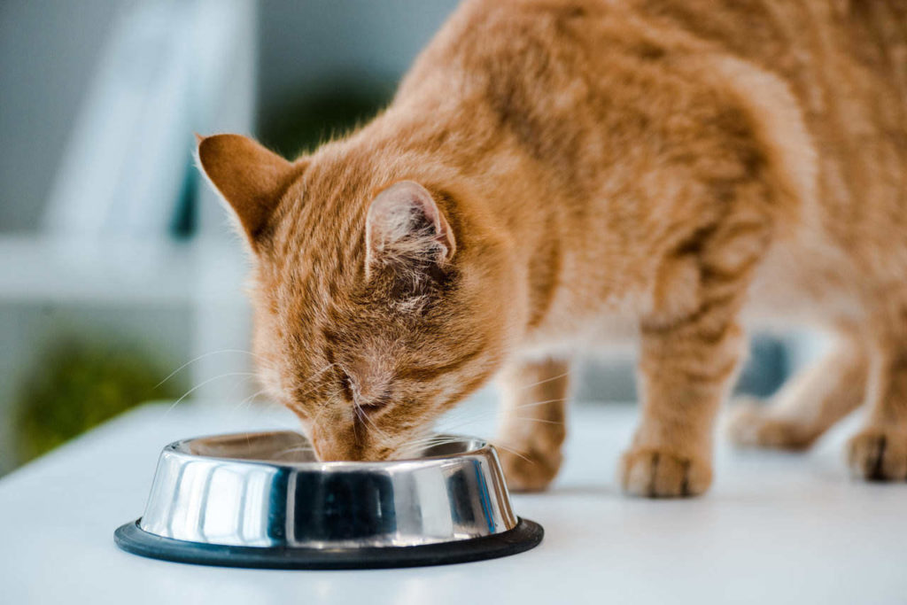 Les 7 meilleurs distributeurs de nourriture pour chat (programmables et non programmables