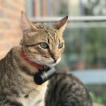 Les 4 meilleurs traceurs GPS pour chat