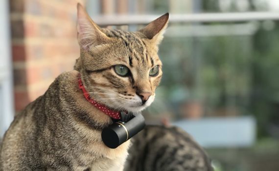 Les 4 meilleurs traceurs GPS pour chat