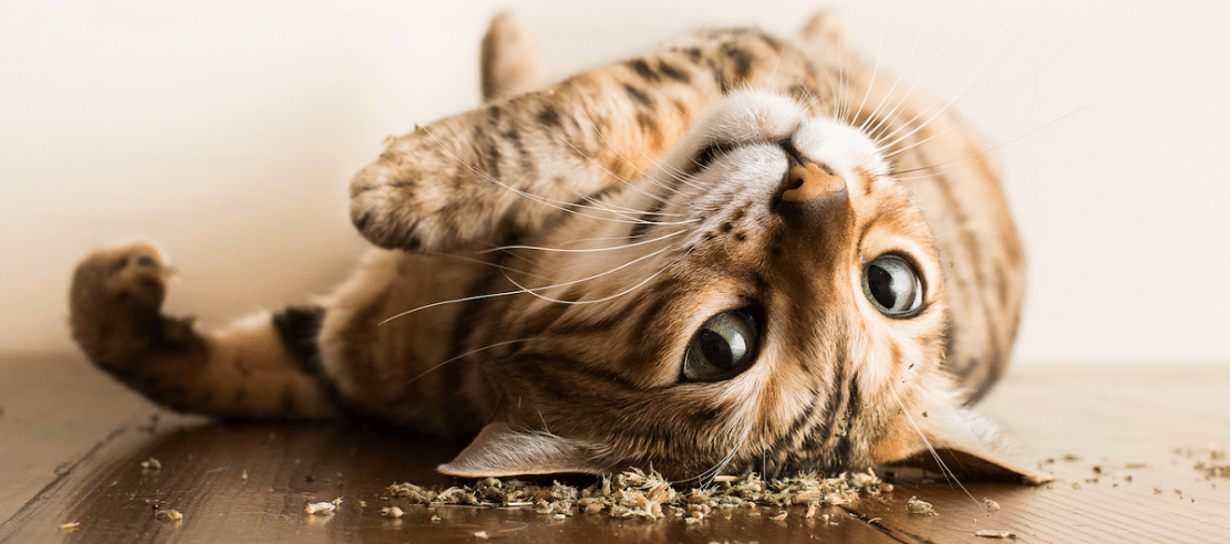Les 7 meilleurs produits à l'herbe à chat - mister chat