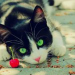 Les chats peuvent-ils manger des cerises ?