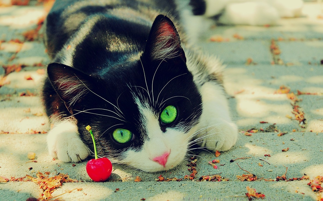 Les chats peuvent-ils manger des cerises ?