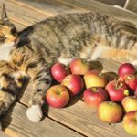 Les chats peuvent-ils manger des pommes