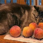 Les chats peuvent-ils manger des pêches ?